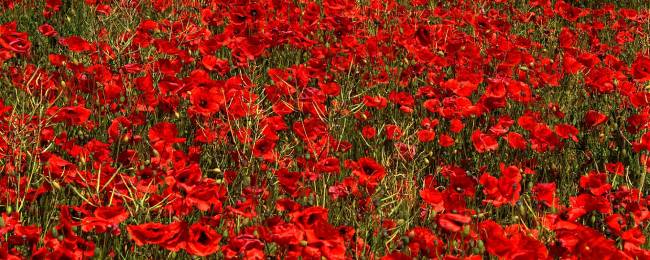 champ de coquelicots en occitanie