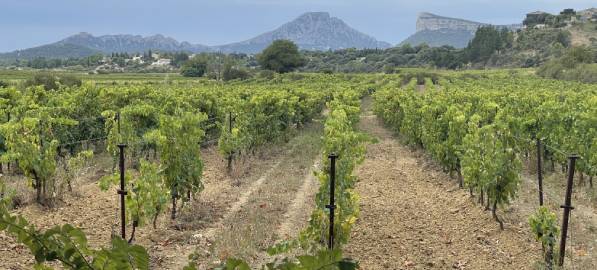 sommet pic saint loup