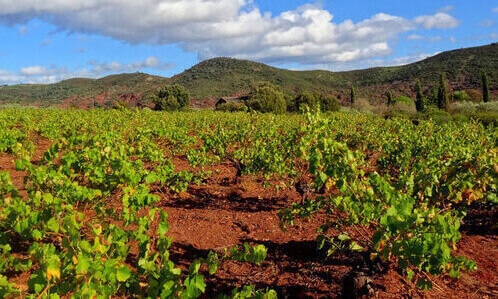 Vigne du larzac